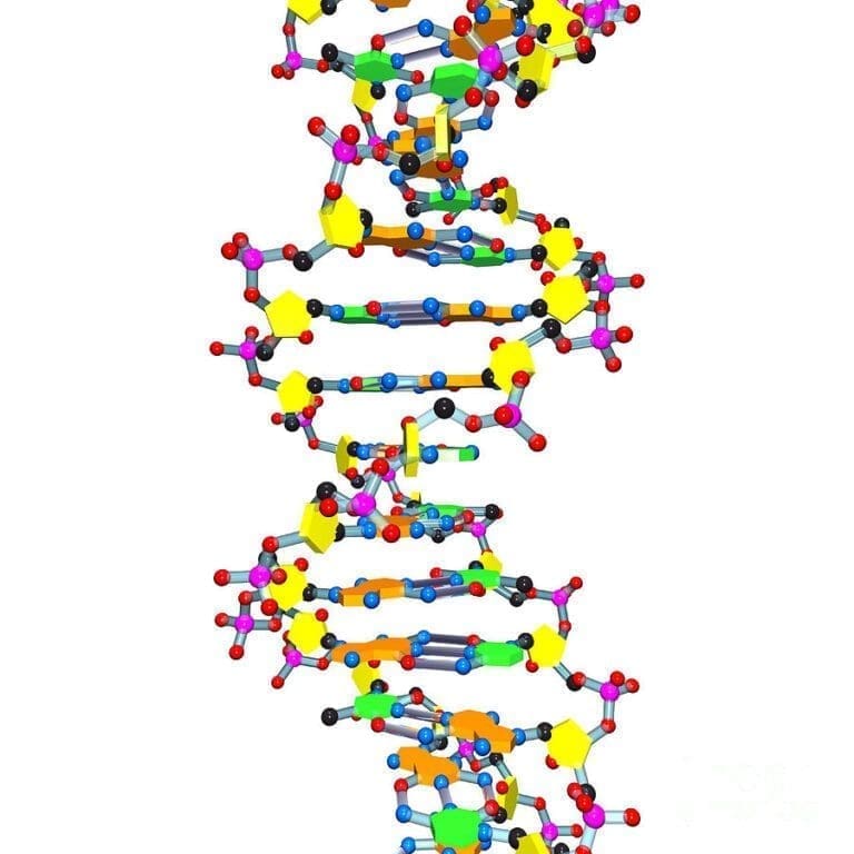 Genealogy Connection Rescued by DNA